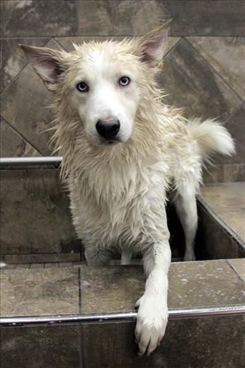 Washing a wolf hybred