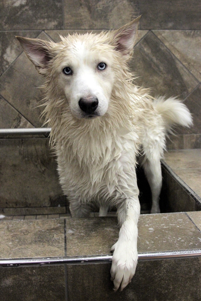 Washing a wolf hybred