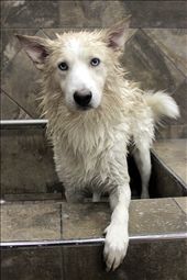 Washing a wolf hybred: by lifethroughmylens, Views[509]