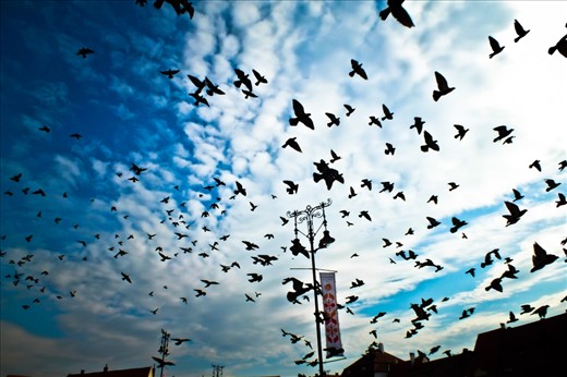 Suddenly thousands of birds came out of nowhere like in a Hitchcock movie!