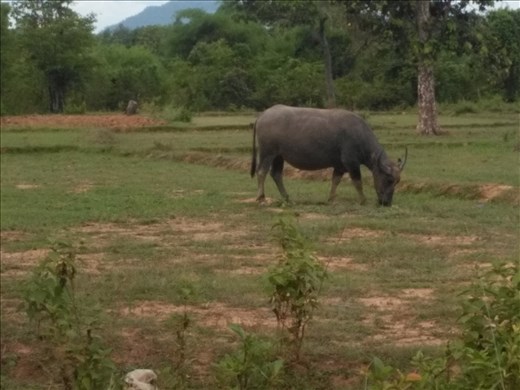 They share the school yard