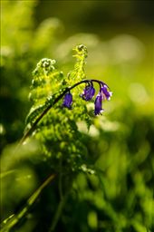 by likli, Views[340]