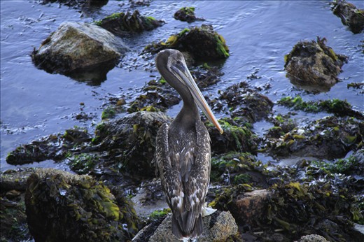 Despite the many human influences in this region, pelicans and other sea birds are guarding their ports. 