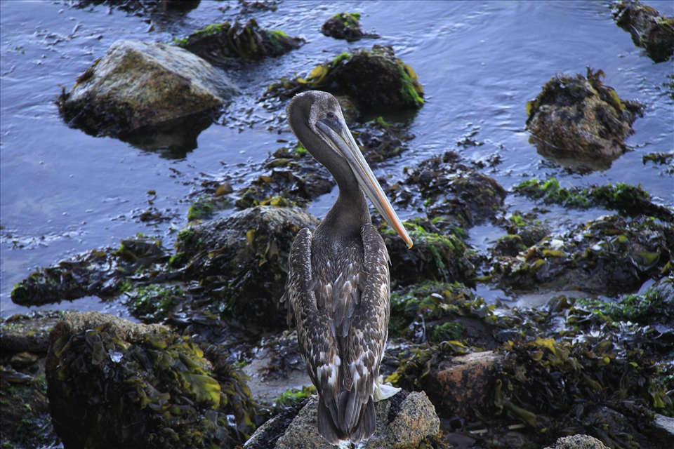 Despite the many human influences in this region, pelicans and other sea birds are guarding their ports. 