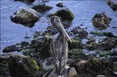 Despite the many human influences in this region, pelicans and other sea birds are guarding their ports. : by liloentje, Views[585]