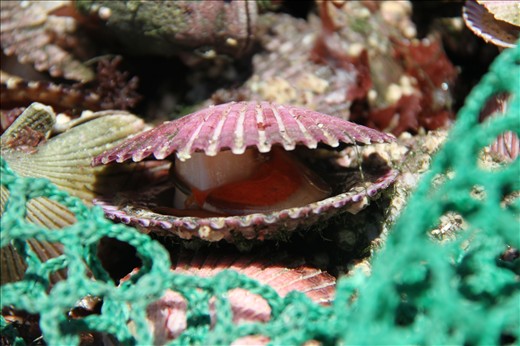 Antafogasta, the most interesting view of the harbor. It looks delicious
