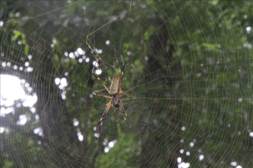 This spider was ready to jump to protect its territory in Tikal, Guatemala