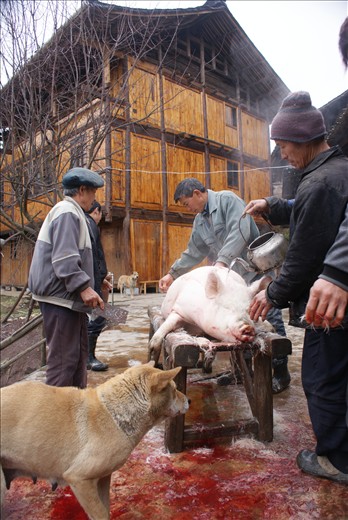 Wintertime is tough for the Gejia people in Guizhou, China's poorest province. However, with Chinese New Year right around the corner, there is reason to celebrate and butcher one of only two pigs. Freshly killed, Mei Mei's father and uncles clean and shave the pig with boiling water