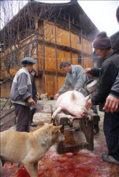 Wintertime is tough for the Gejia people in Guizhou, China's poorest province. However, with Chinese New Year right around the corner, there is reason to celebrate and butcher one of only two pigs. Freshly killed, Mei Mei's father and uncles clean and shave the pig with boiling water: by lilychenggg, Views[1941]
