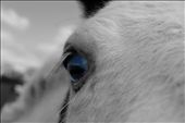 Blue Eye. : by lilymaephotography, Views[248]