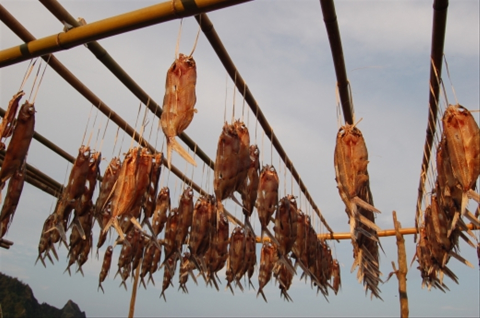 Salted and Sun dried, FLYING FISH are the principal protein source for the Tao 達悟 (Yami 雅美) people of Orchid Island. Fishing for these bony flying fish begins around February and continues until about mid September. In the old culture no other deep ocean fish should be eaten during this time, allowing for their populations to endure forever.