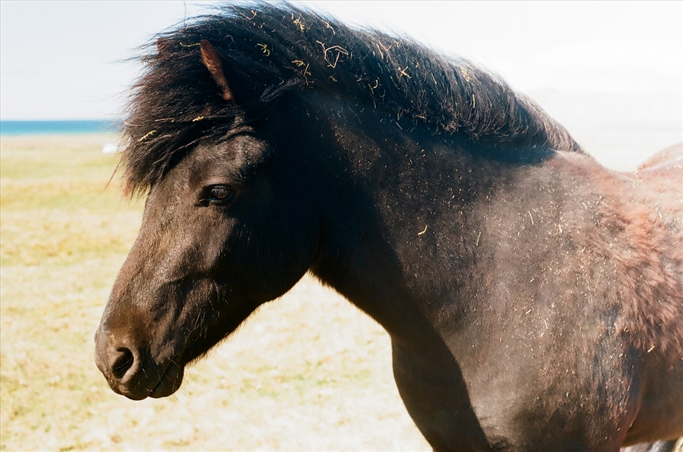 The icelandic horses. 