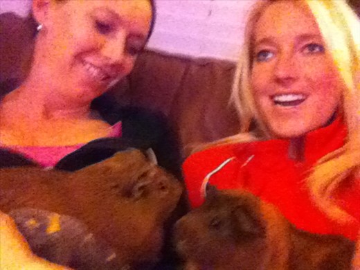 Brownie and Spike, the classroom guinea pigs