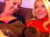 Brownie and Spike, the classroom guinea pigs: by linda_mikeblog, Views[222]
