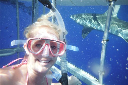 Swimming with sharks in Hawaii