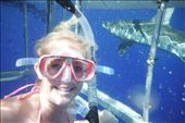 Swimming with sharks in Hawaii: by linda_mikeblog, Views[204]