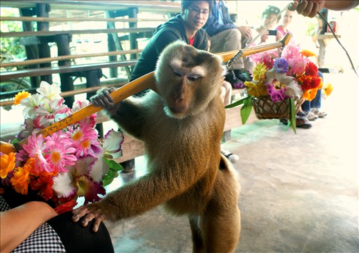 Chiang Mai, Thailand: trained macaques entertain tourists at the Monkey Centre.