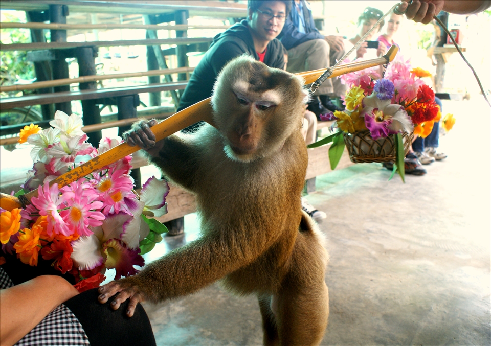 Chiang Mai, Thailand: trained macaques entertain tourists at the Monkey Centre.