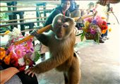 Chiang Mai, Thailand: trained macaques entertain tourists at the Monkey Centre.: by lindi_hall, Views[756]