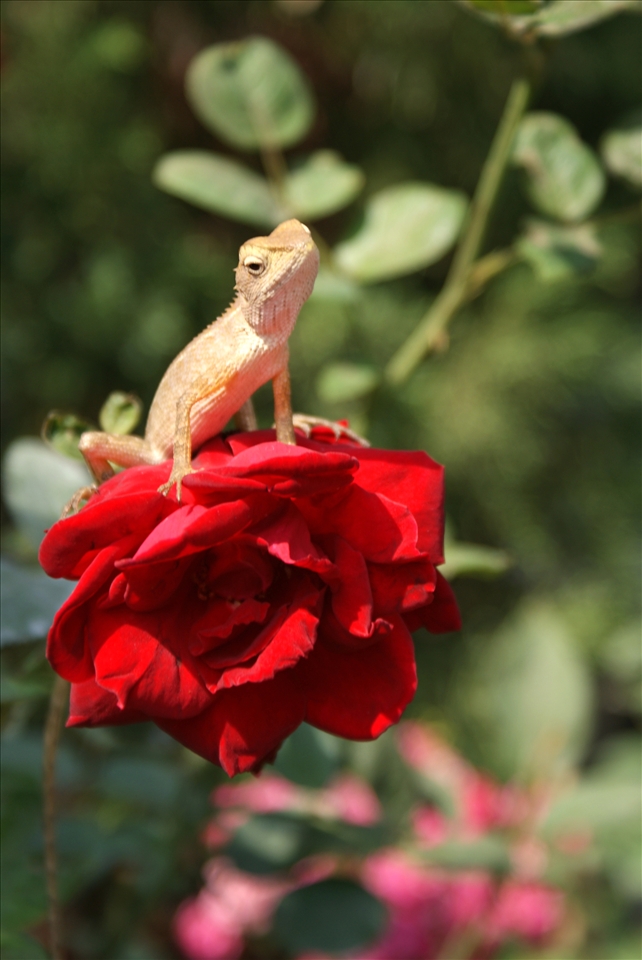 Bangkok, Thailand: drawn to flowers, lizards are common in Thai gardens.