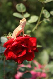 Bangkok, Thailand: drawn to flowers, lizards are common in Thai gardens.: by lindi_hall, Views[810]