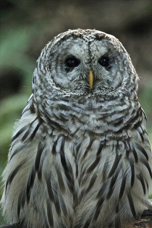 A lucky discovery! Almost didn't see this guy but my dad wanted to walk further