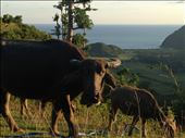 Water Buffalo: by lindsaybrooke, Views[161]