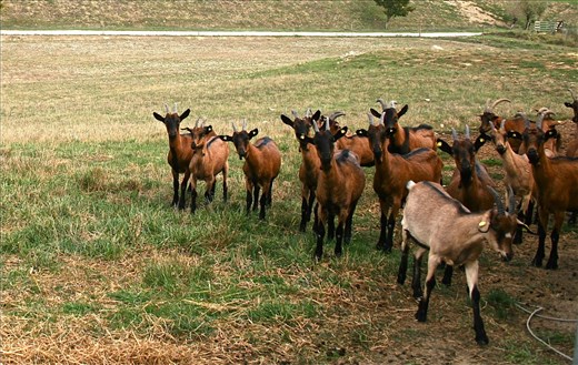 A few of the many goats I herded each day for weeks!