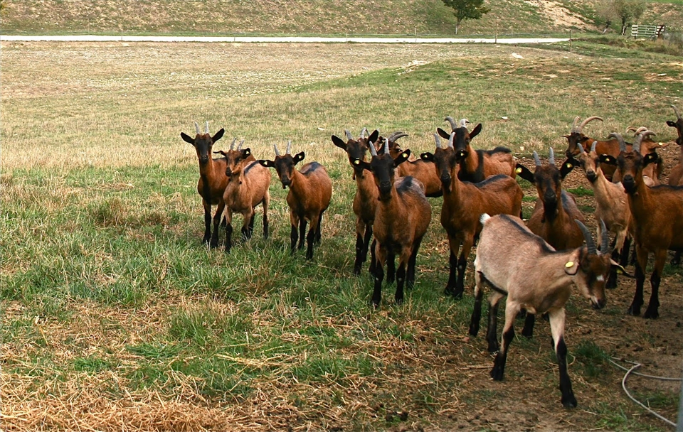 A few of the many goats I herded each day for weeks!