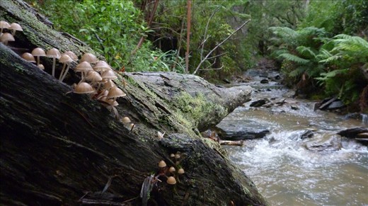 Deep Creek Track a fantastic experience with amazing scenery. This is one of my favourites but has unfortunately now been closed.