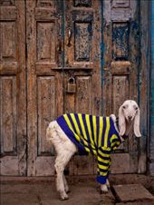 by linslucas, Views[161]