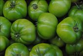 Green tomatos: by lipa, Views[329]