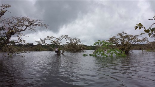 Belgian doctor sitting in tree. Wanted to really feel the experience.