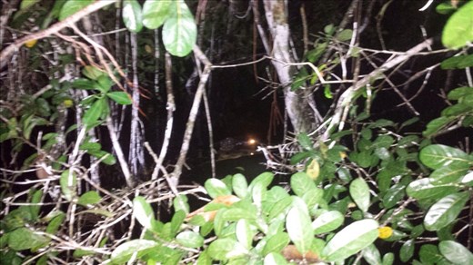 Caiman. Eye is red due to camera flash. 7 to 9 foot long.