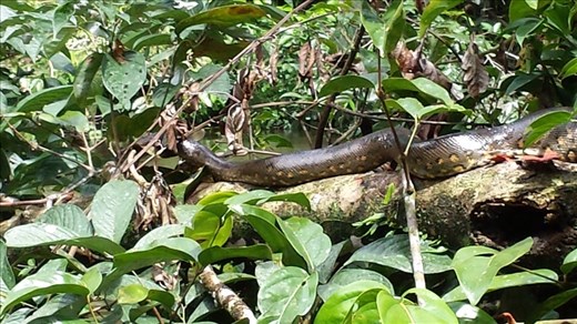 Anaconda 8 to 12 foot.  Big belly, digesting something.