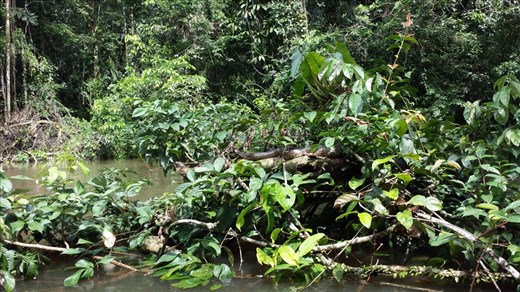 Anaconda from a distance