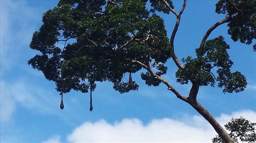 2 bird nests hanging from tree