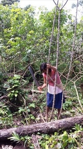  Cutting plant, remove root , shred root, remove moisture, cook pulp over fire, turns in to a tortilla like bread. Served with tuna and veggies. Drank fermented pulp liquid, pretty potent.

