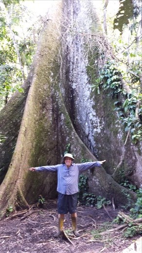 Big tree along the way to see the local shaman.