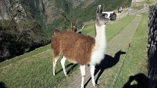 MP, llama. I had alpaca for dinner the other night, it tasted like llama. Ha ha