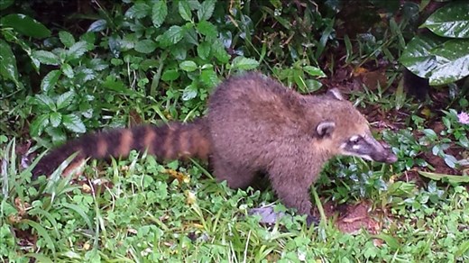 Coati, begs tourists for food