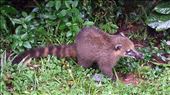 Coati, begs tourists for food: by lipowcan8, Views[574]