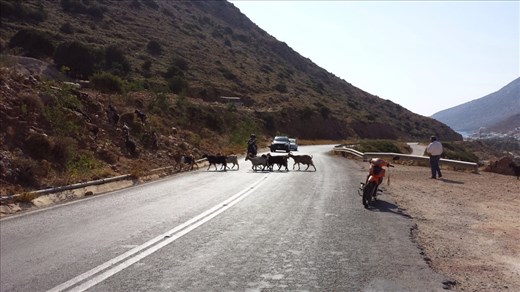 Paros. Goats crossing road