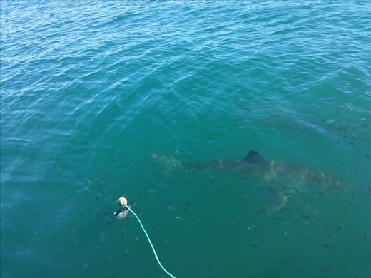 Great white, my only picture, hope some folks from the boat will send me some pictures. 