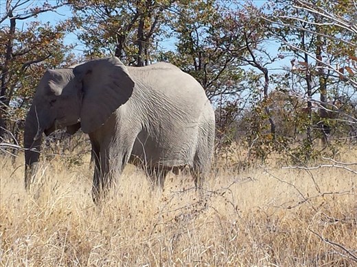 All pictures from Etosha National Park Namibia. I'll write more later, no time now.
 