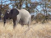 All pictures from Etosha National Park Namibia. I'll write more later, no time now.
 : by lipowcan8, Views[353]