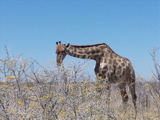 Very close to the giraffe and the only person at the site. I must have said to myself  a 100 times during the trip 