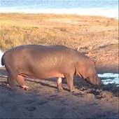 Same: by lipowcan8, Views[303]