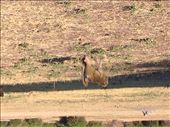 I'm trying my my monkey/baboon friends. It's been slim pickings on the monkey front.: by lipowcan8, Views[383]