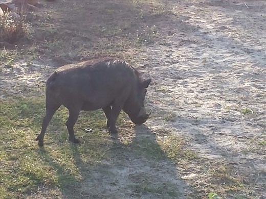 Warthog outside breakfast area of Lodge